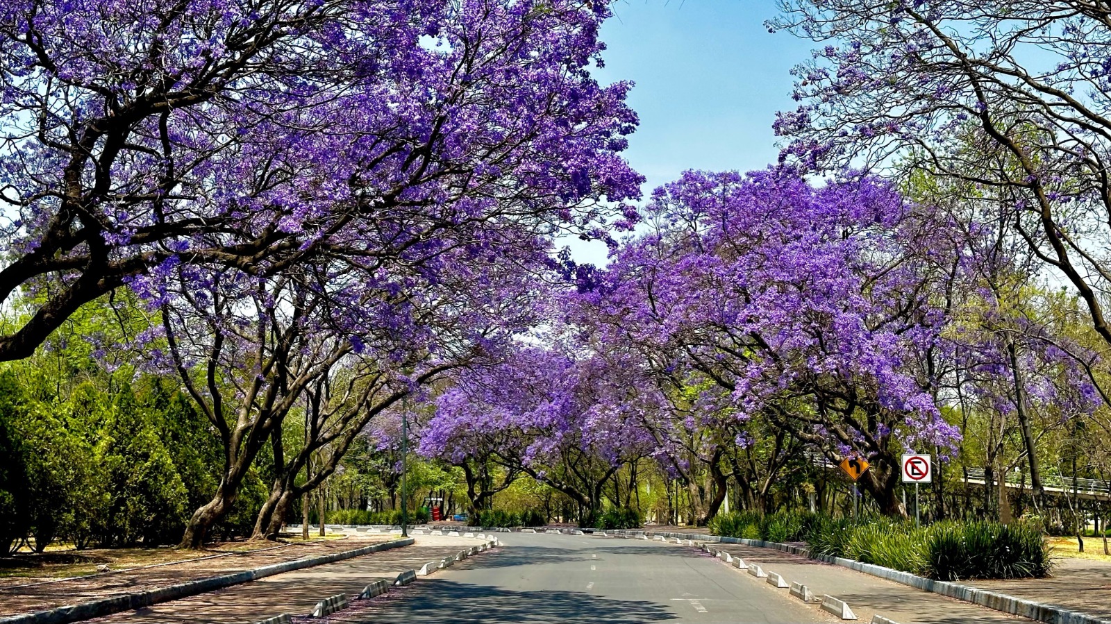 Pioggia viola: dove ammirare la Jacaranda in fiore