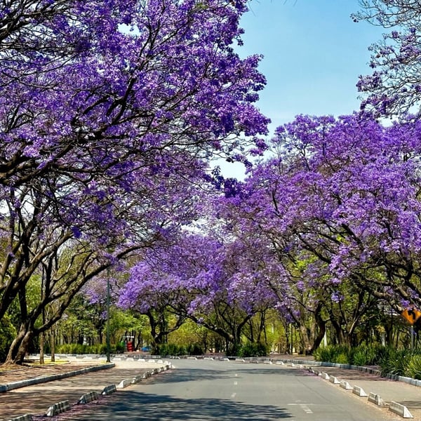 Purple Rain: Where to Admire the Jacaranda Blooming