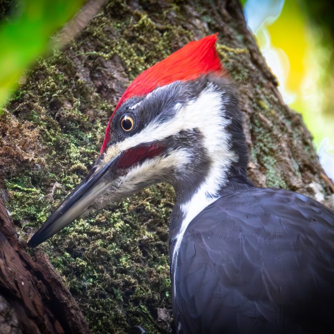 Pileated Woodpecker