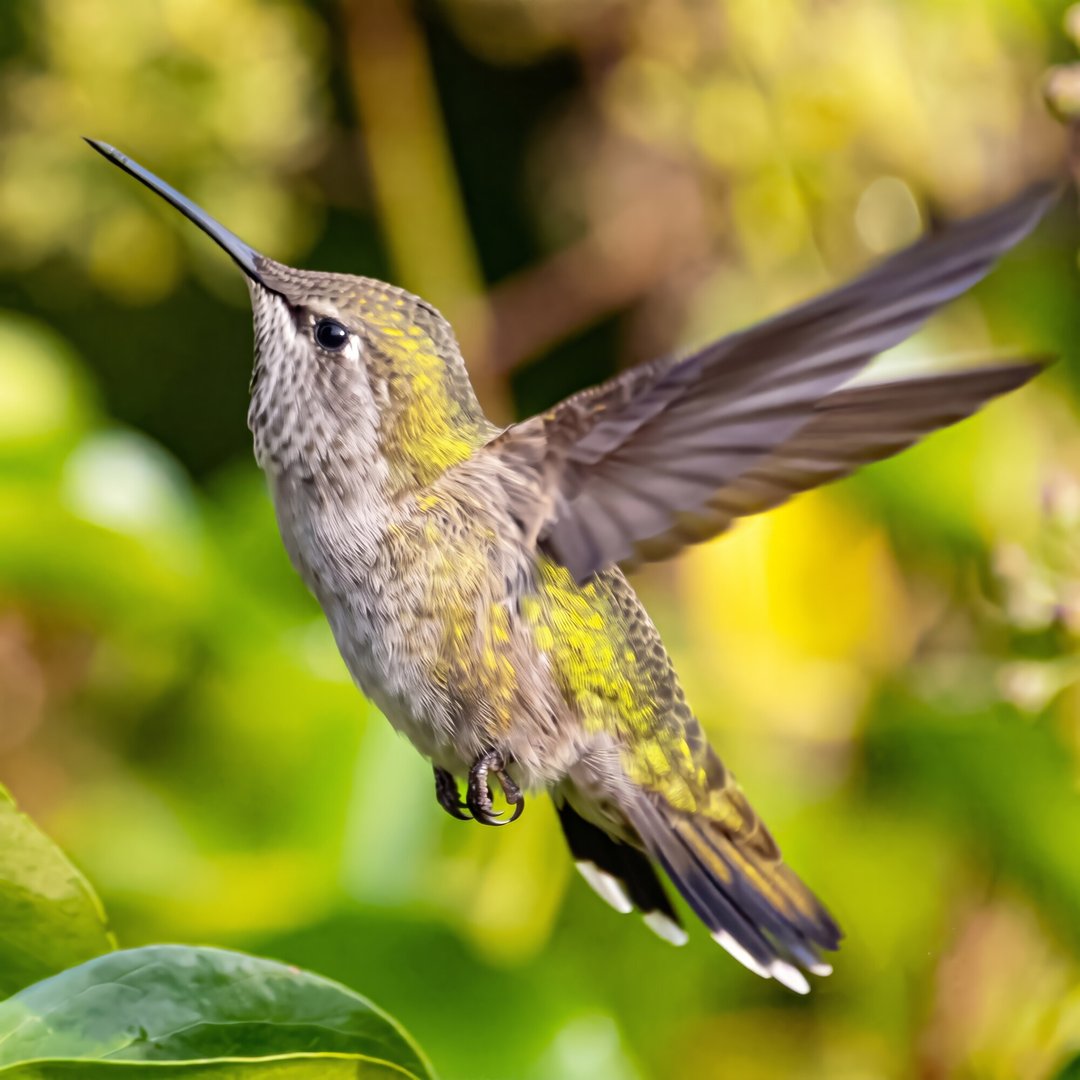 Female Anna's Hummingbird blending into foliage