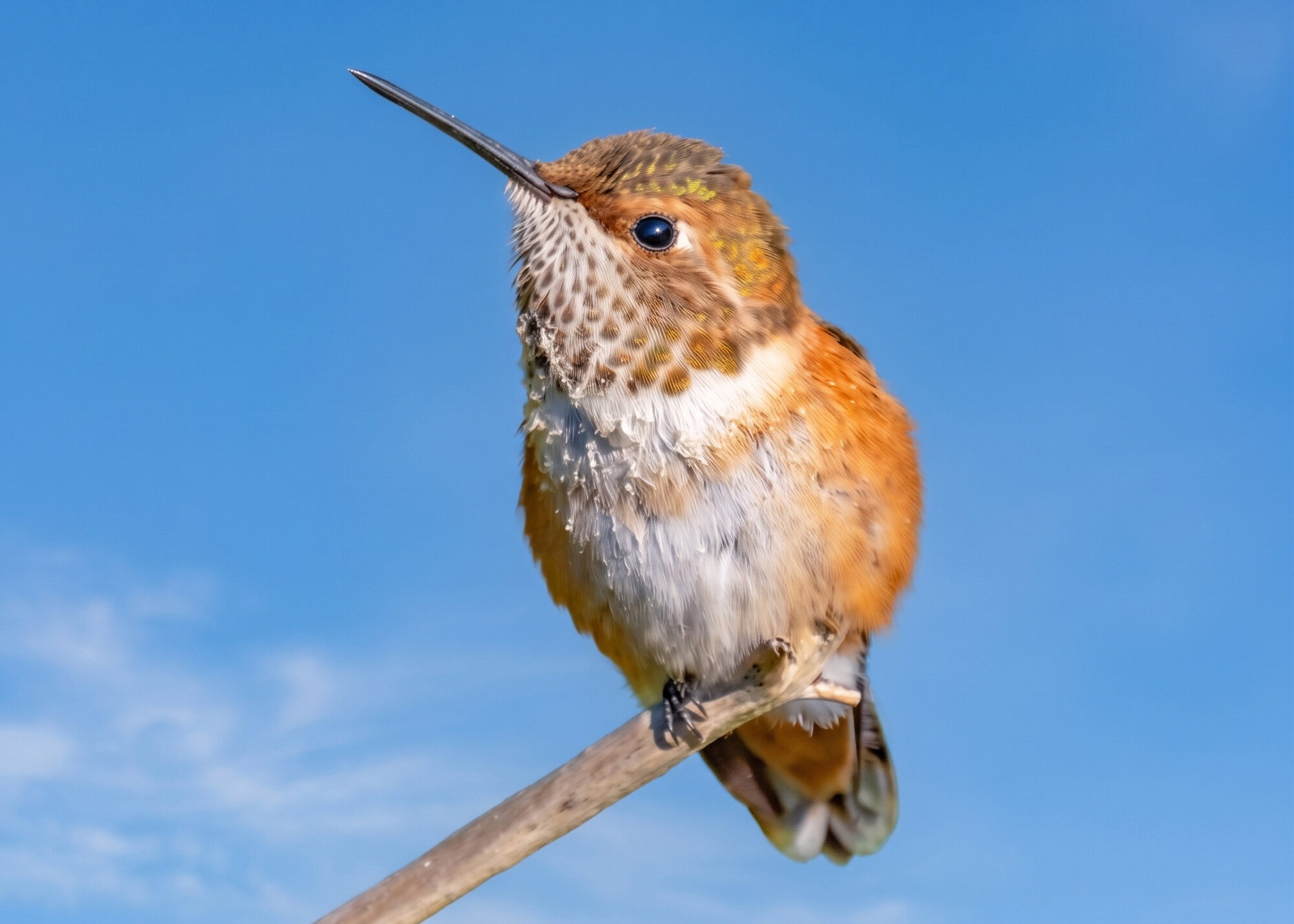 Hummingbird perched on a branch against a clear blue sky, facing left with long beak visible to the left.