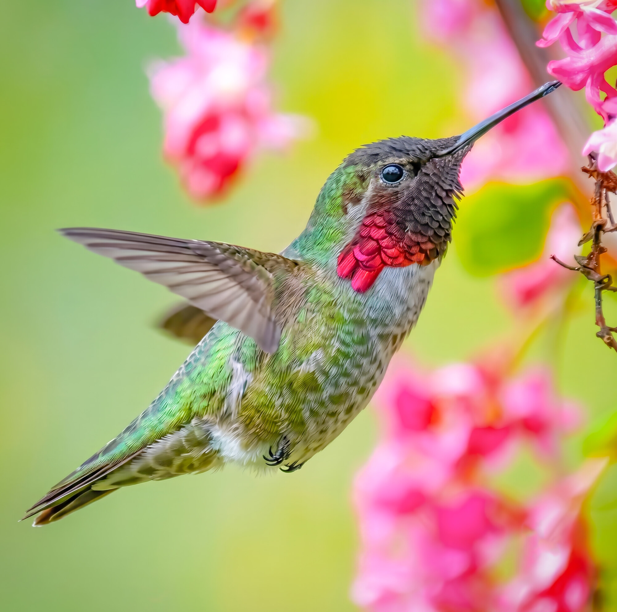 Male Anna's Hummingbird feeding in red currant blossoms