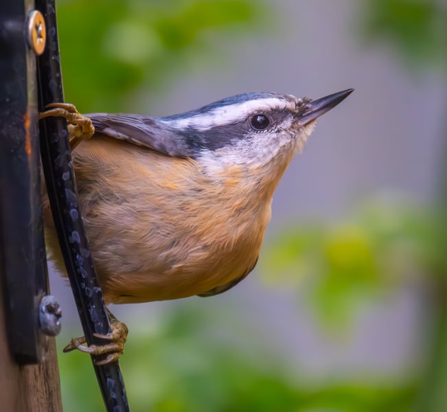 Red-Breasted Nuthatch
