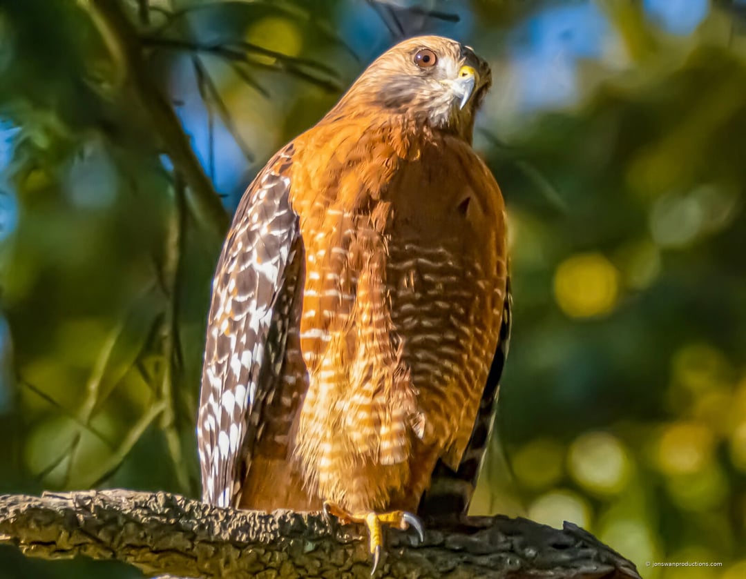 Red-shouldered hawk perched in low sun at Oaks Bottom with checkered wings and rufous barred chest