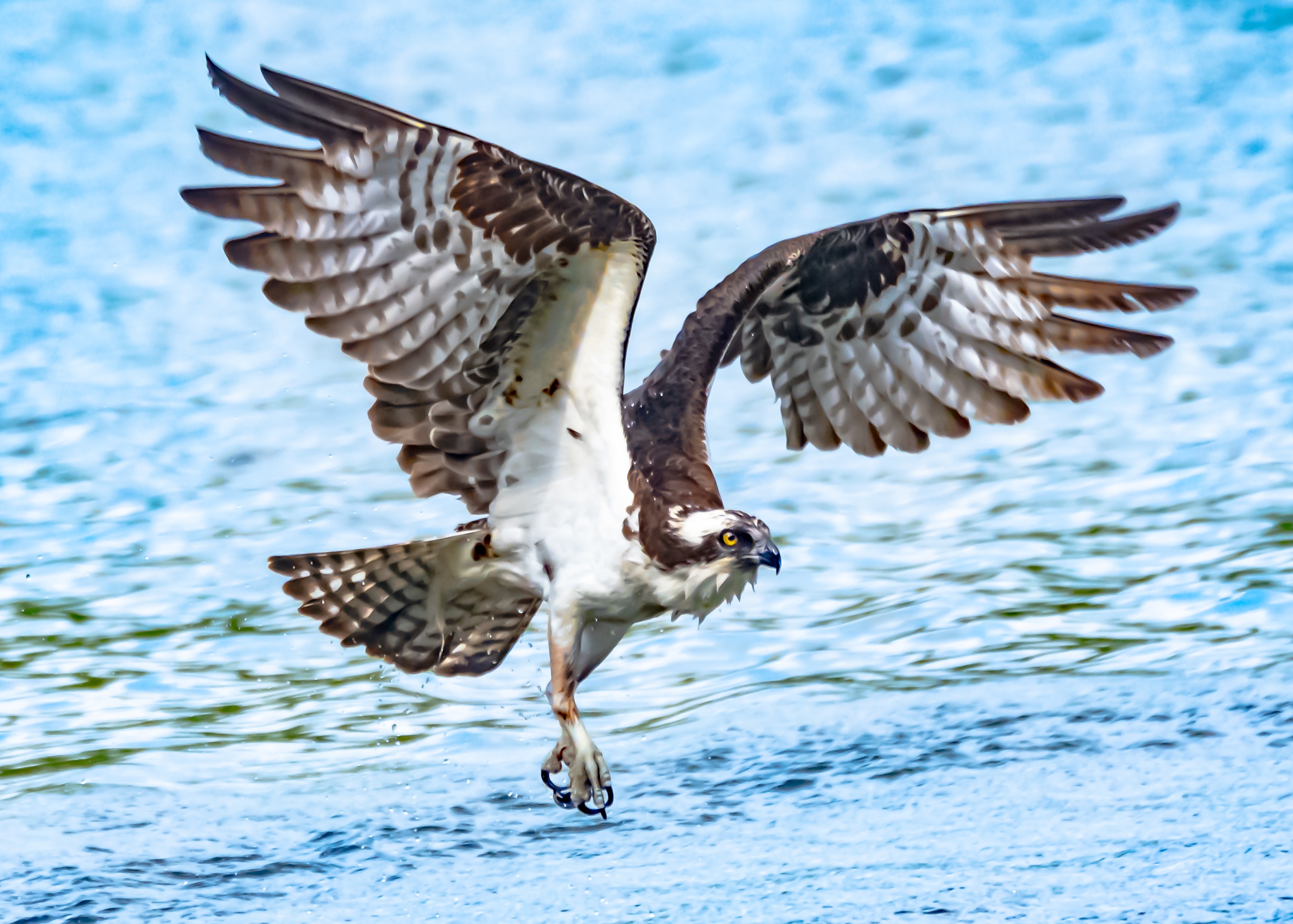 Osprey