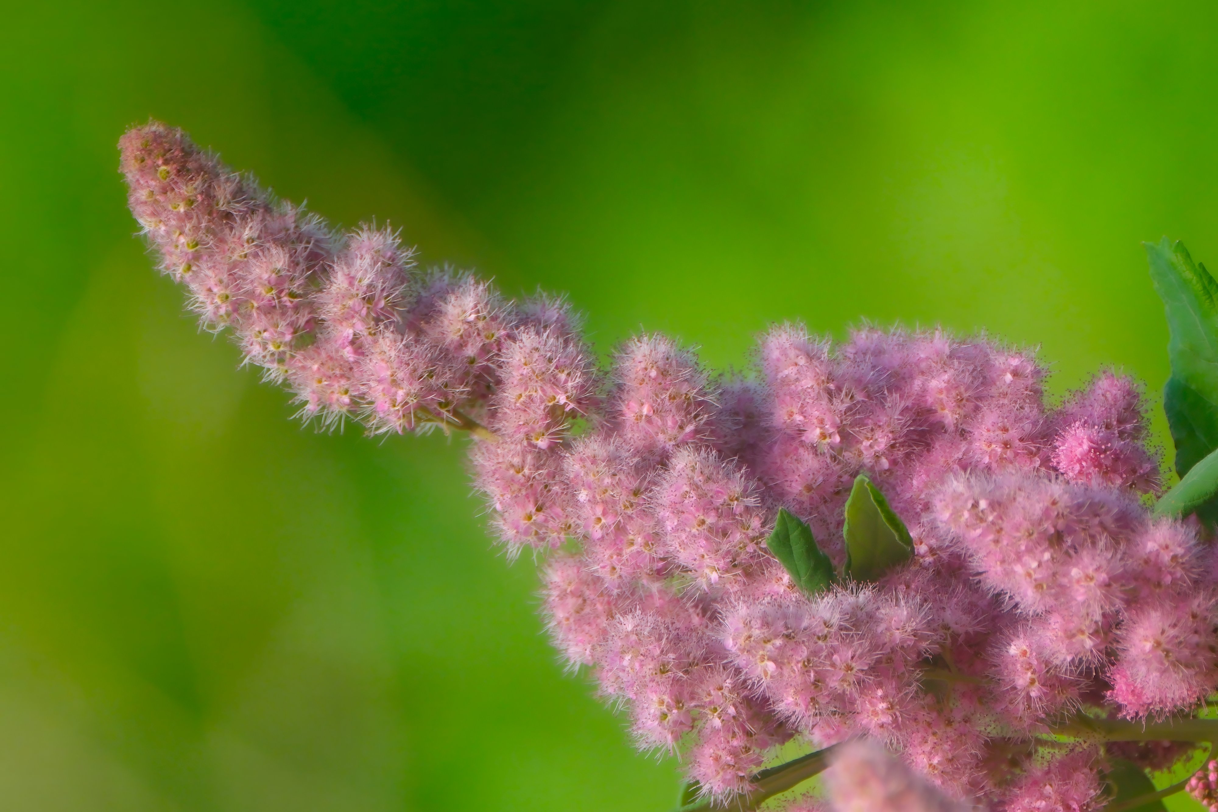 Hardhack (Spiraea douglasii) in bloom, a soft pink plume against a green background
