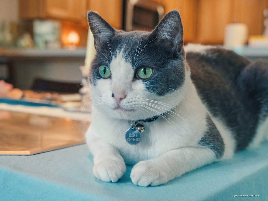 Bodhi, a lucky cat who survived a string of close calls