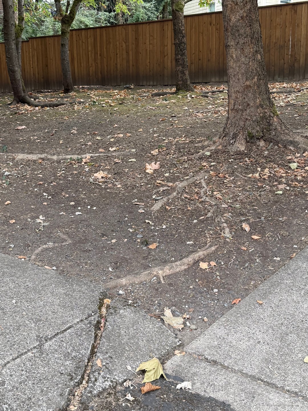Bare compacted ground beneath maple trees with structural roots exposed across the surface and running under a concrete walkway