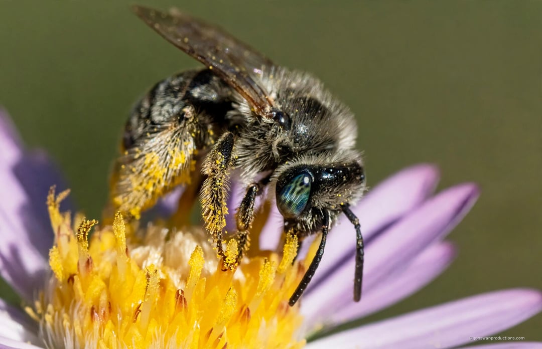 Close portrait of a female long-horned bee with pale blue-green eyes and legs loaded with orange pollen