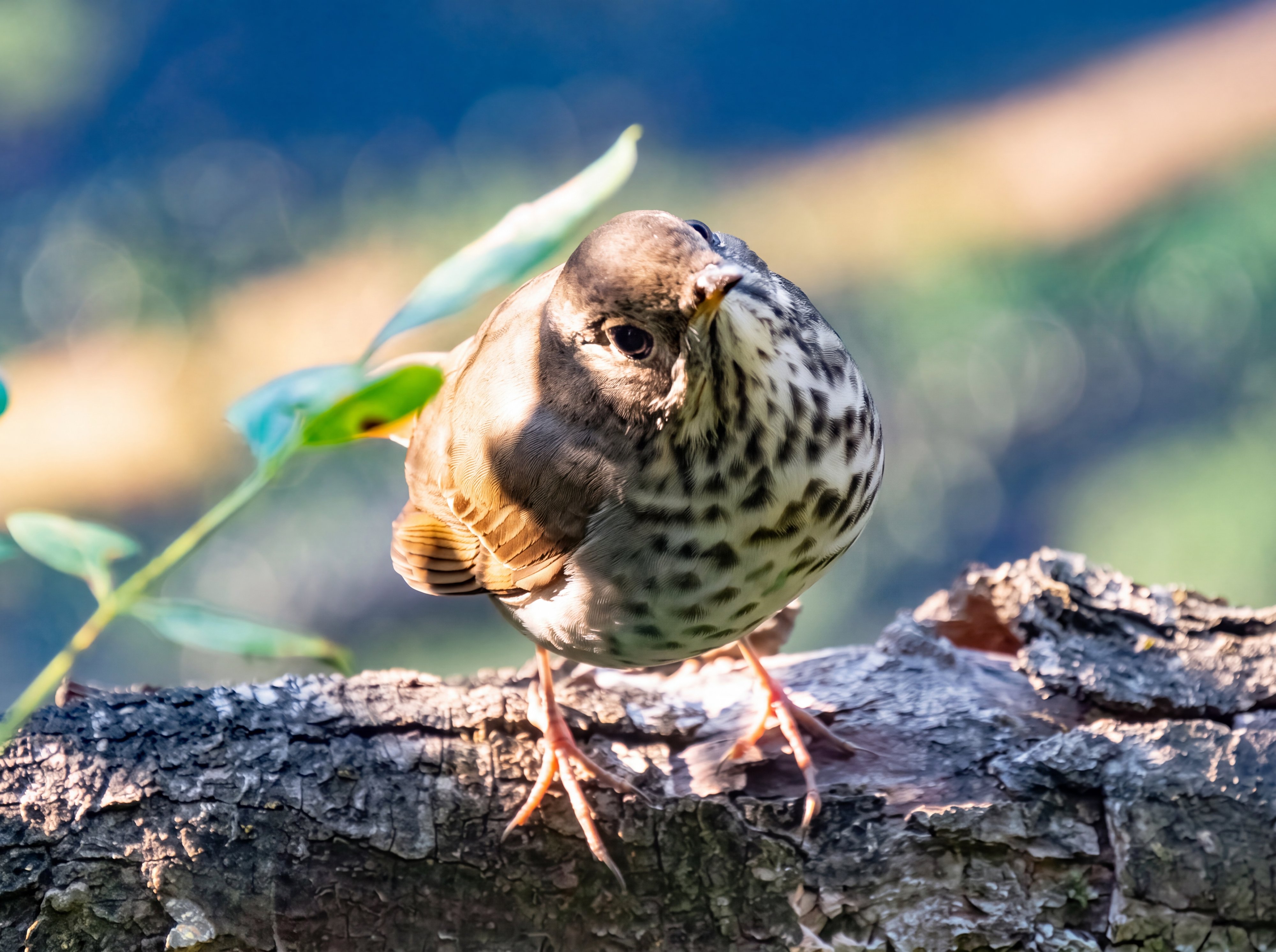 Hermit Thrush on a mossy log with its head tilted to one side, looking directly at the camera