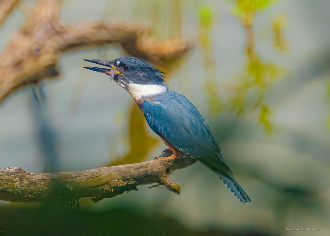 Belted Kingfisher working a fish before swallowing it