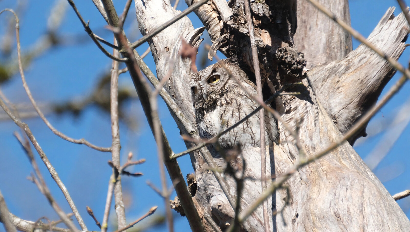 Western screech owl camouflaged against grey bark in a dead tree