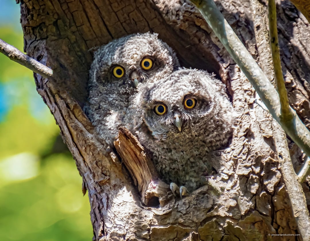 Two western screech owlets crowded in a tree cavity with wide golden eyes