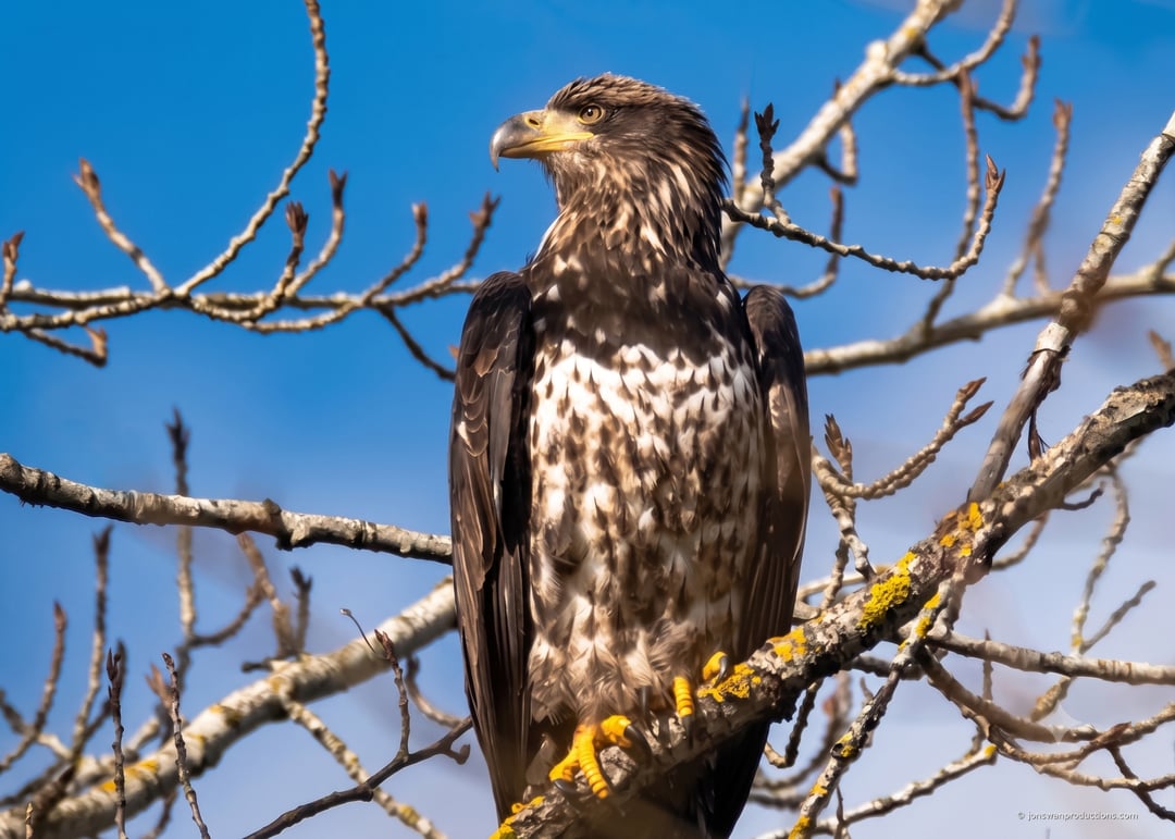 Immature bald eagle in profile perched in bare branches against a deep blue sky