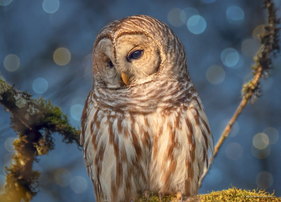 Barred owl with head lowered and turned, listening