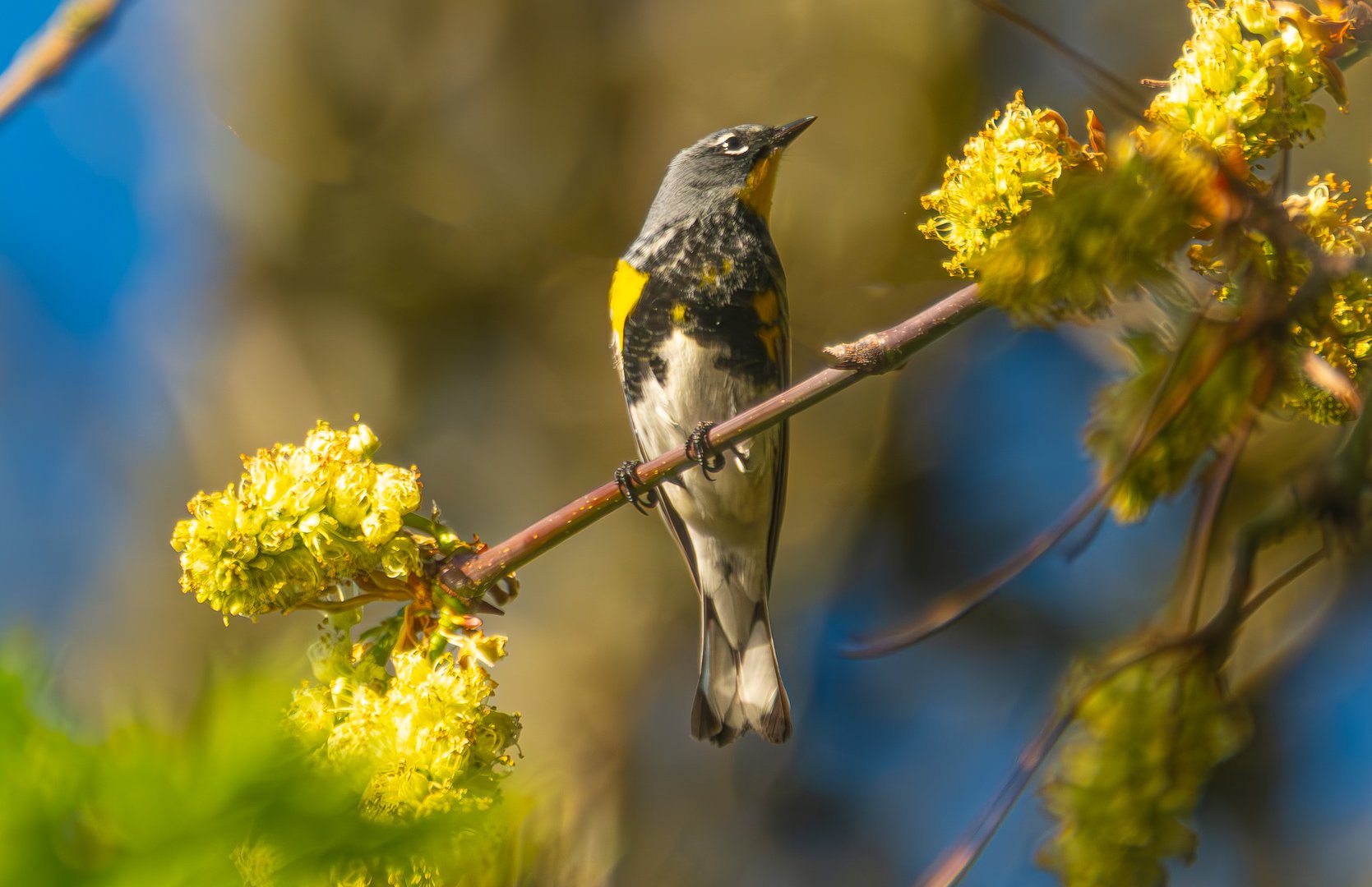 Yellow-rumped Warbler at Oaks Bottom
