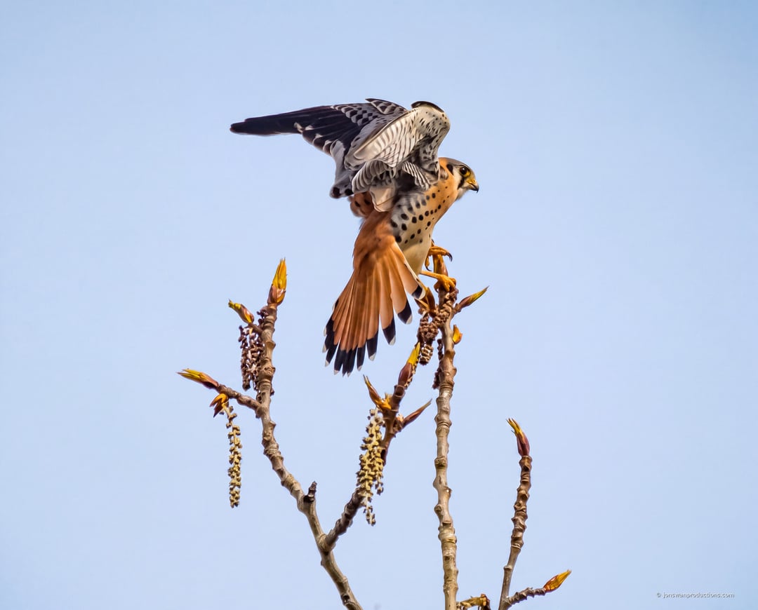 Male American kestrel landing with wings raised and tail fanned on the top twig of a bare tree with catkins