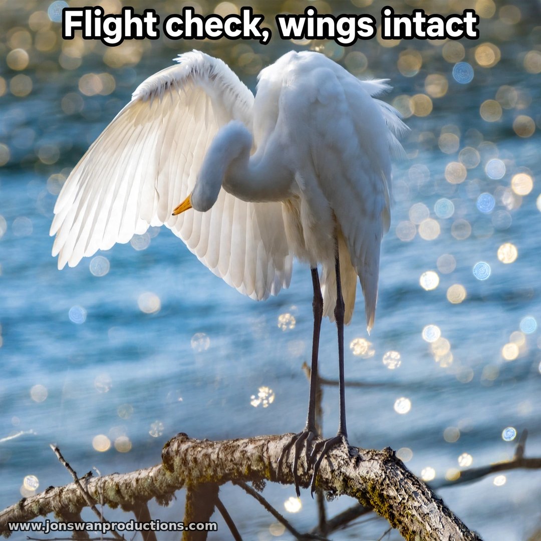 Great white egret on a branch over sparkling water, one wing extended, preening its flight feathers, captioned Flight check, wings intact