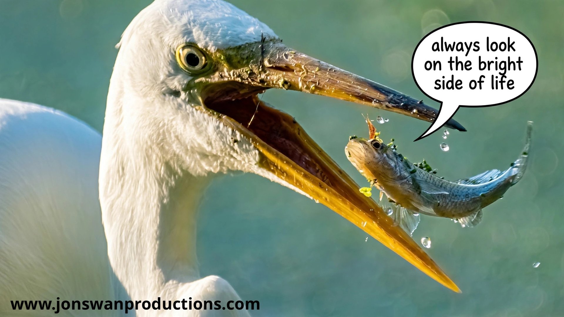 Great white egret holding a small fish in its open bill, the fish saying always look on the bright side of life