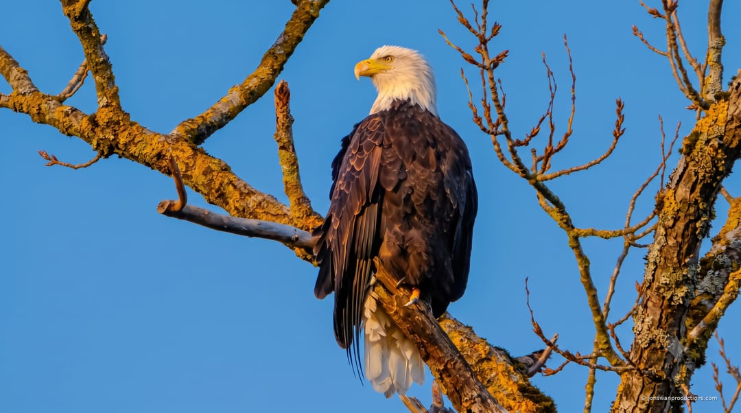 Adult bald eagle perched on a lichen-covered branch in warm golden light against a deep blue sky
