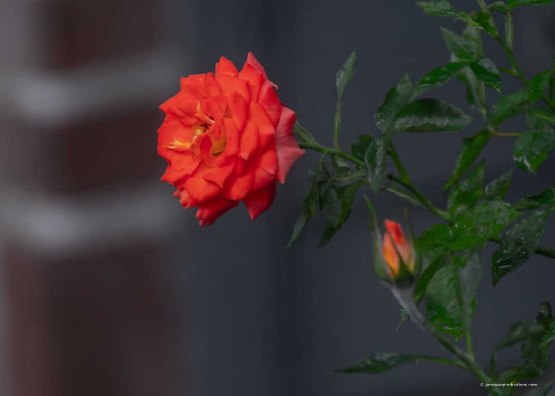 A smaller sun-loving rose, the variety planted along the street