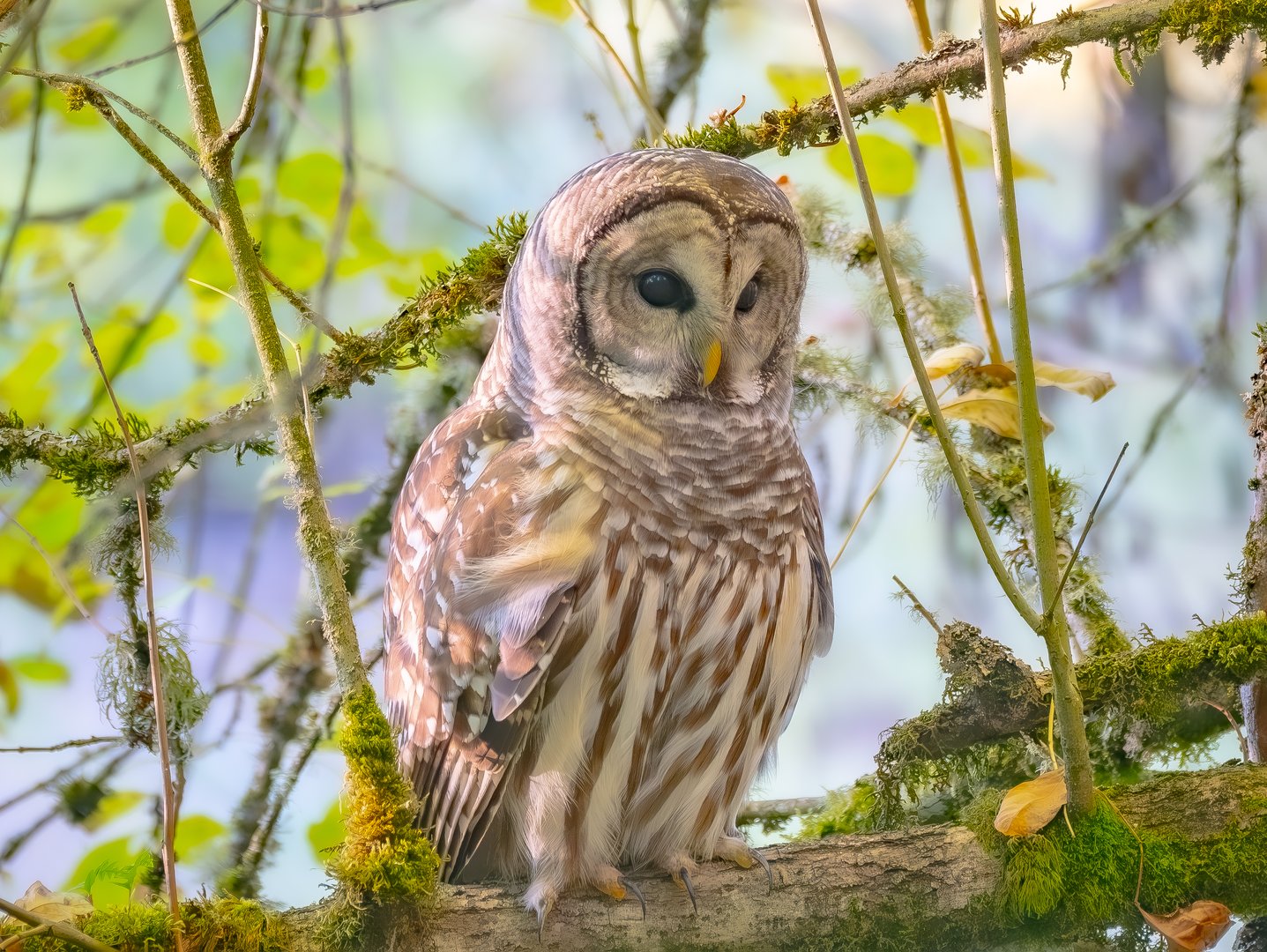 The Barred Owl The Barred Owl: A Fascinating Creature of the Night