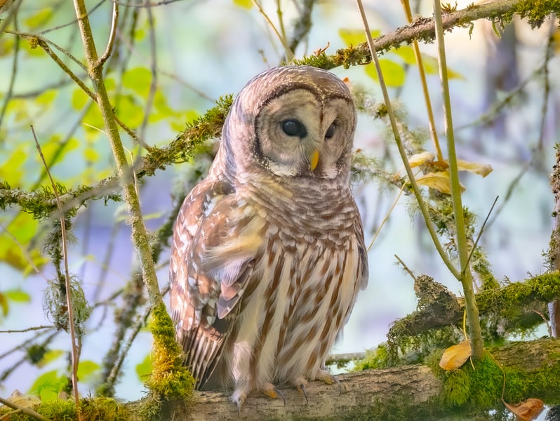 The Barred Owl The Barred Owl: A Fascinating Creature of the Night