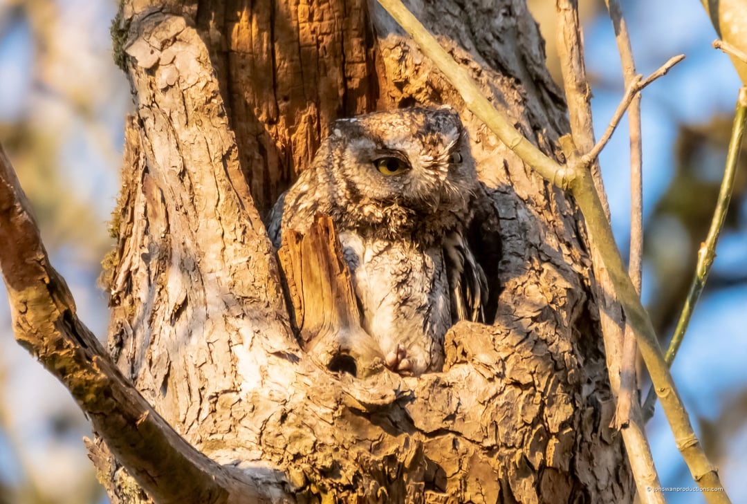 Western screech owl squinting in golden light at the mouth of its cavity