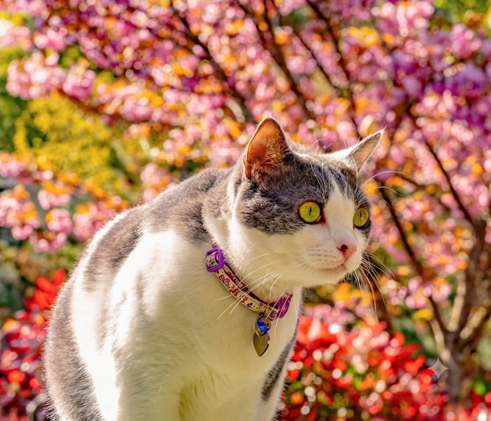 Bodhi, the Nine-Lives Cat