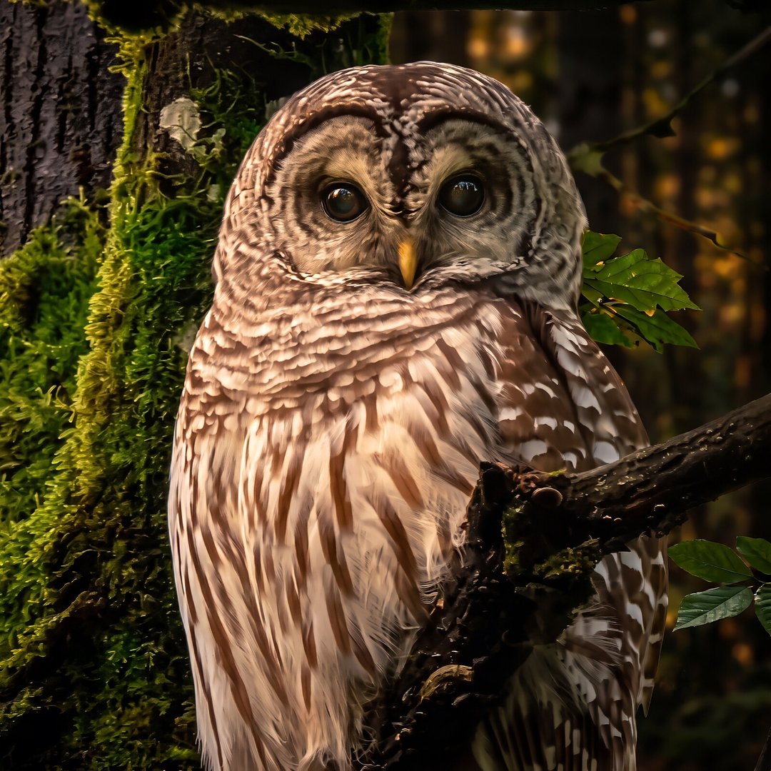 Barred owl turned three-quarters against a mossy trunk in warm forest light
