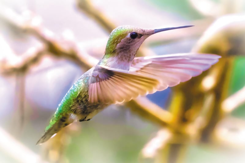 The Harmonius Flight of the Humingbird