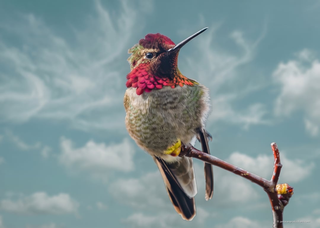Male Anna's Hummingbird with fully lit magenta gorget against clouds