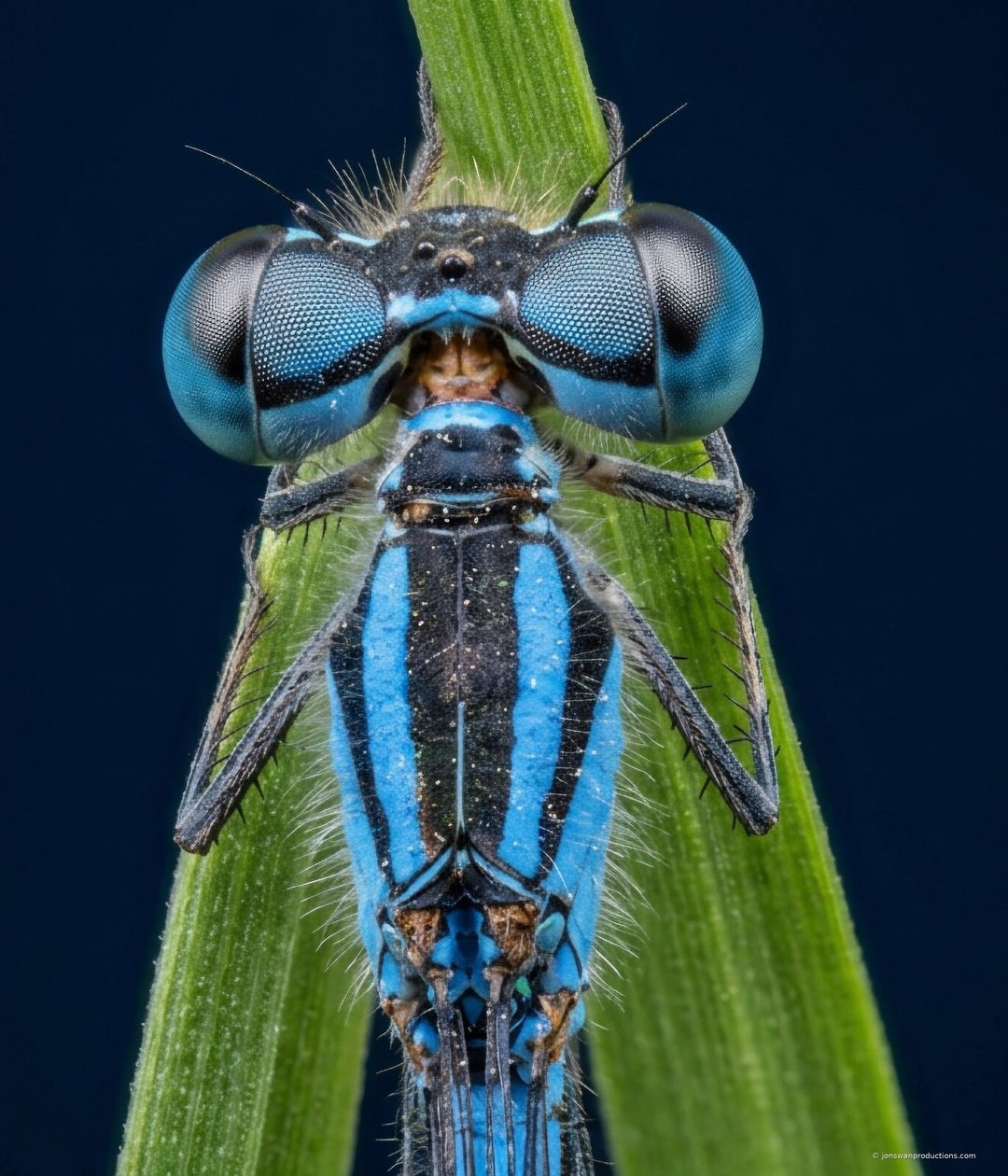 Symmetrical head-on focus-stacked macro of a blue damselfly showing widely separated compound eyes