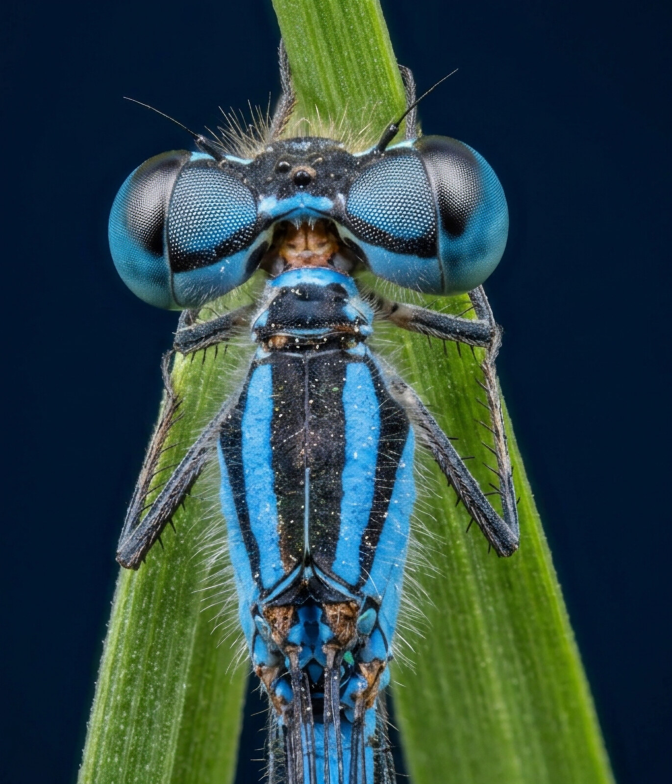 Symmetrical head-on focus-stacked macro of a blue damselfly on a grass blade, both compound eyes sharp