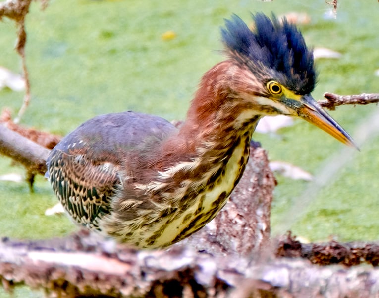  The Beautiful Green Heron: Nature’s Master of Disguise