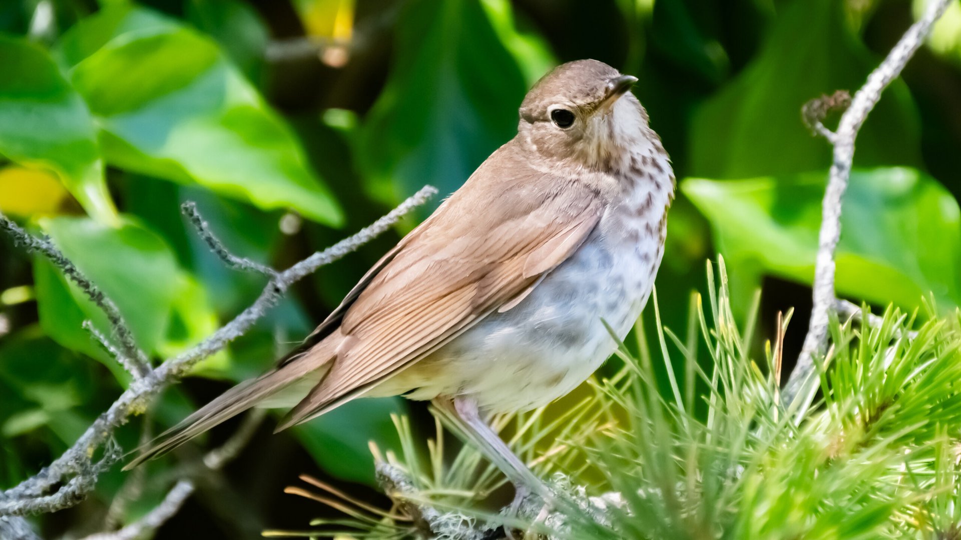 The Swainson’s Thrush and Its Beautiful Song: A Melodic Symphony of Nature
