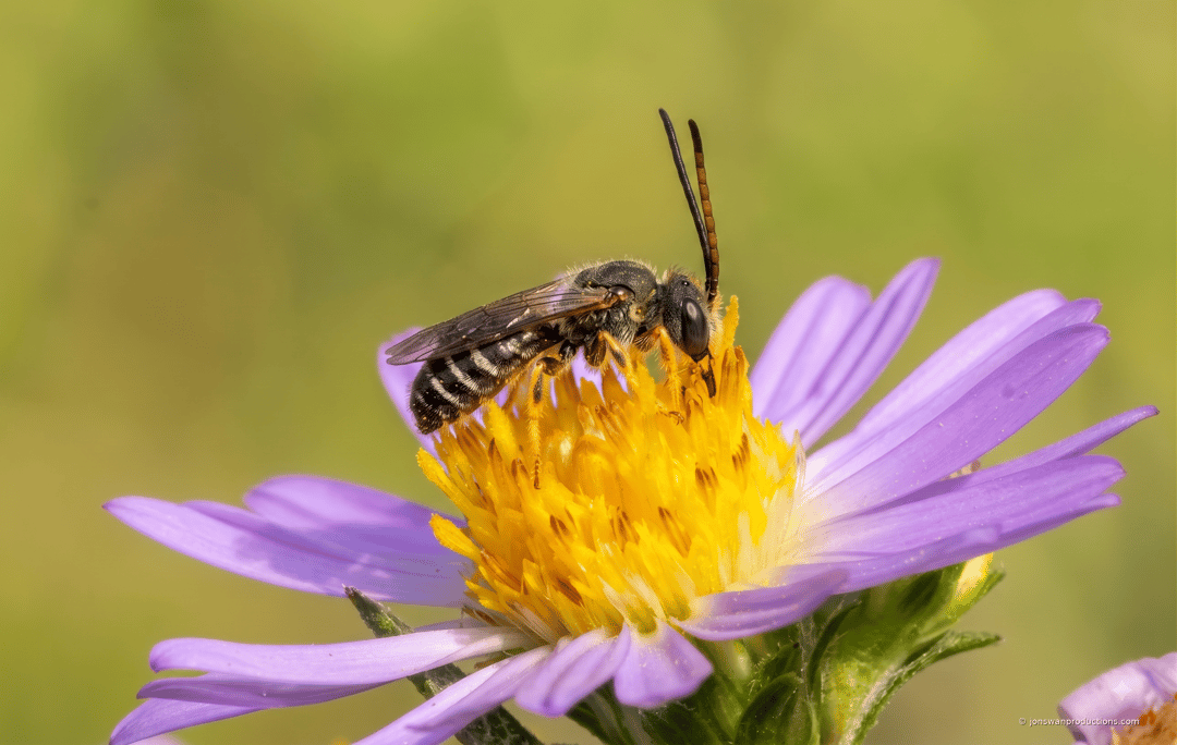 A furrow bee photographed in side profile on a Douglas aster at Oaks Bottom