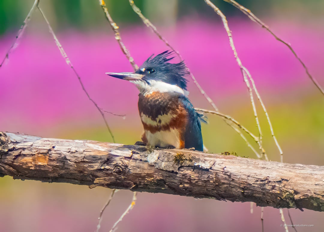 Female Belted Kingfisher perched against pink blossoms at Oaks Bottom