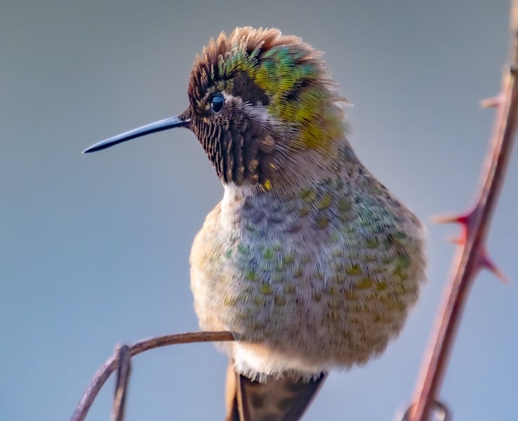Anna’s Humming Birds
