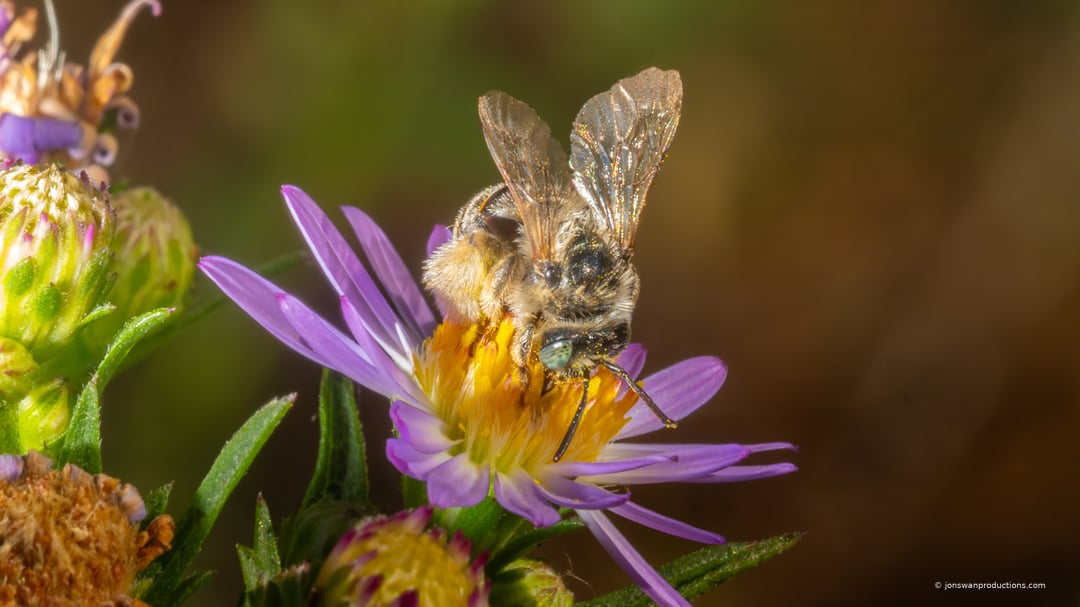 A long-horned bee on Douglas aster in warm late afternoon light, with brown spent seedheads behind