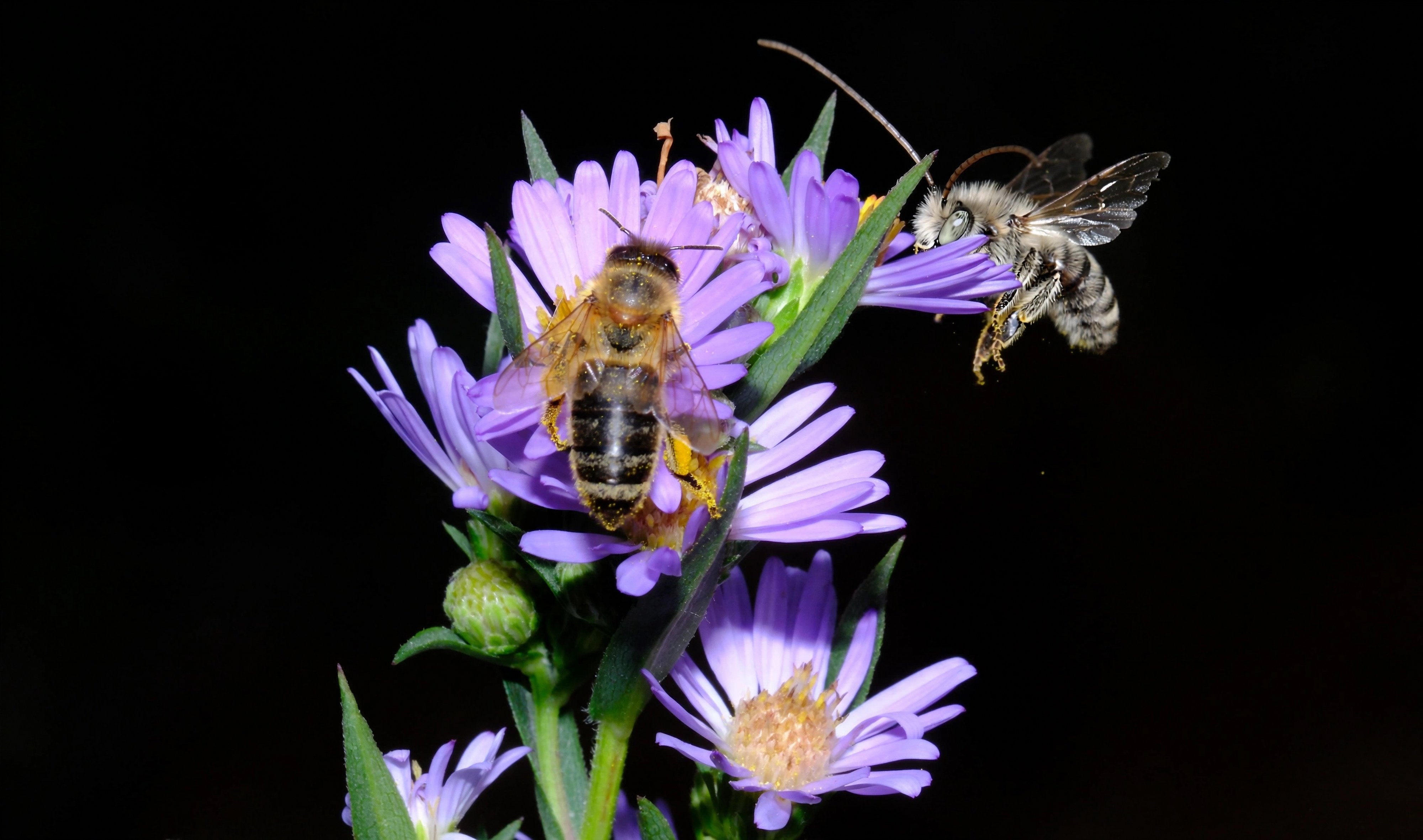 Honey Bee and Long-horned Bee