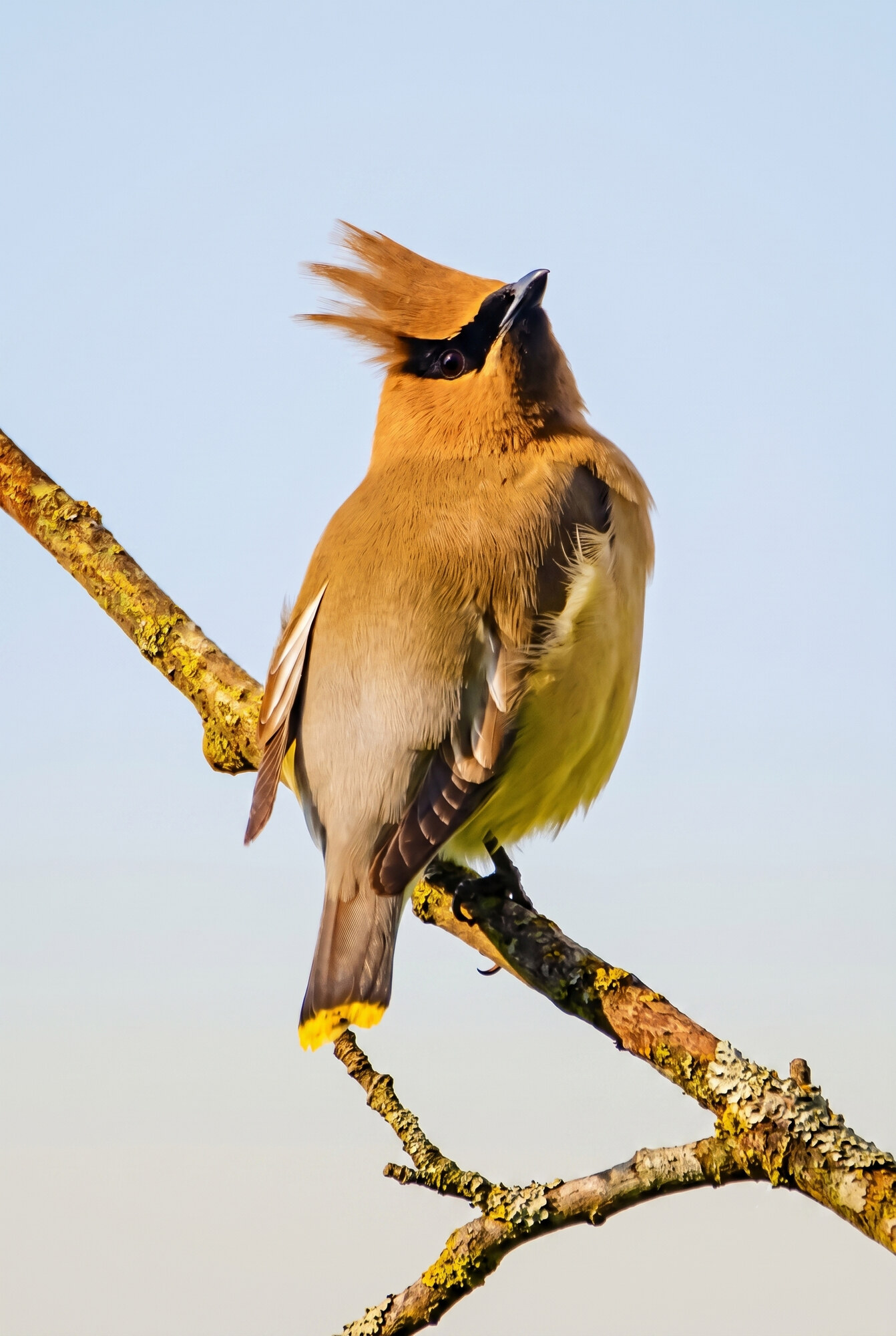 Cedar waxwing perched on a lichen-covered branch with crest raised against a clear blue sky.