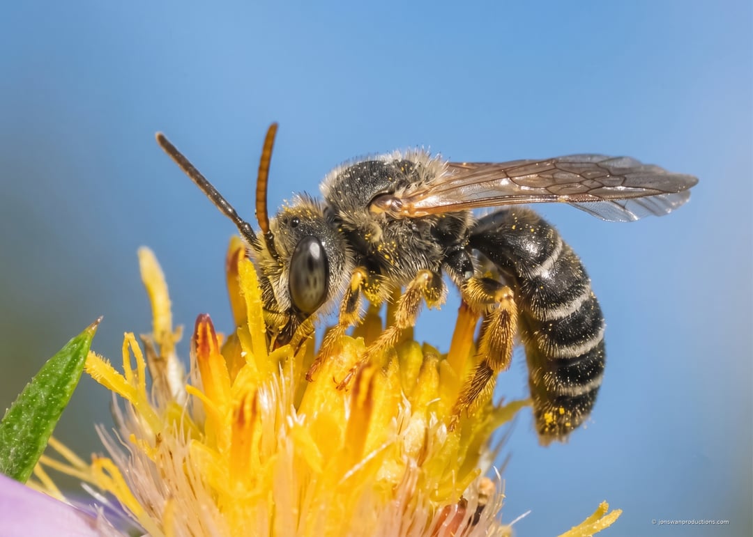 Macro photograph of a banded furrow bee on a yellow flower against blue sky