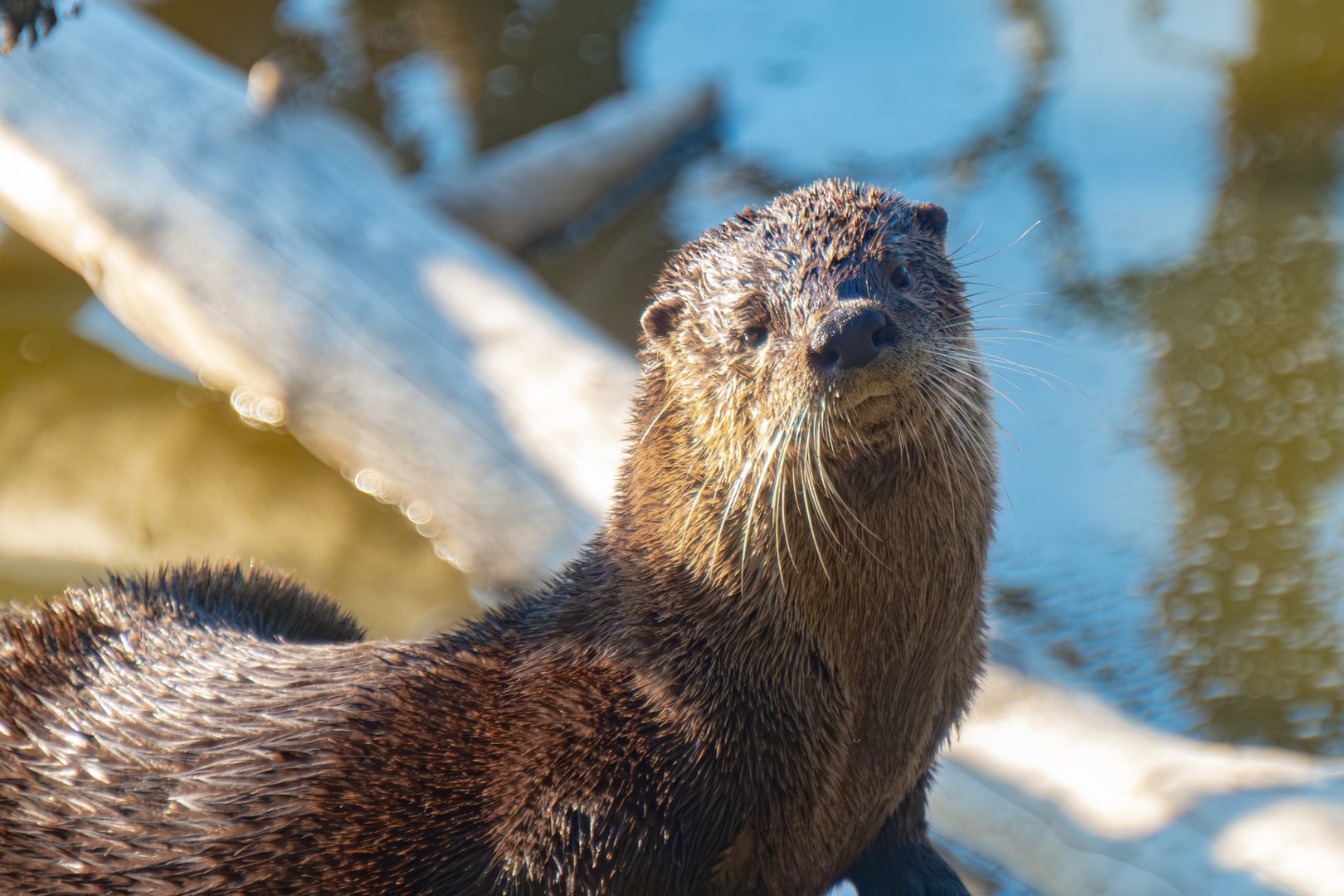  River Otters — Playful Water Hunters of North America