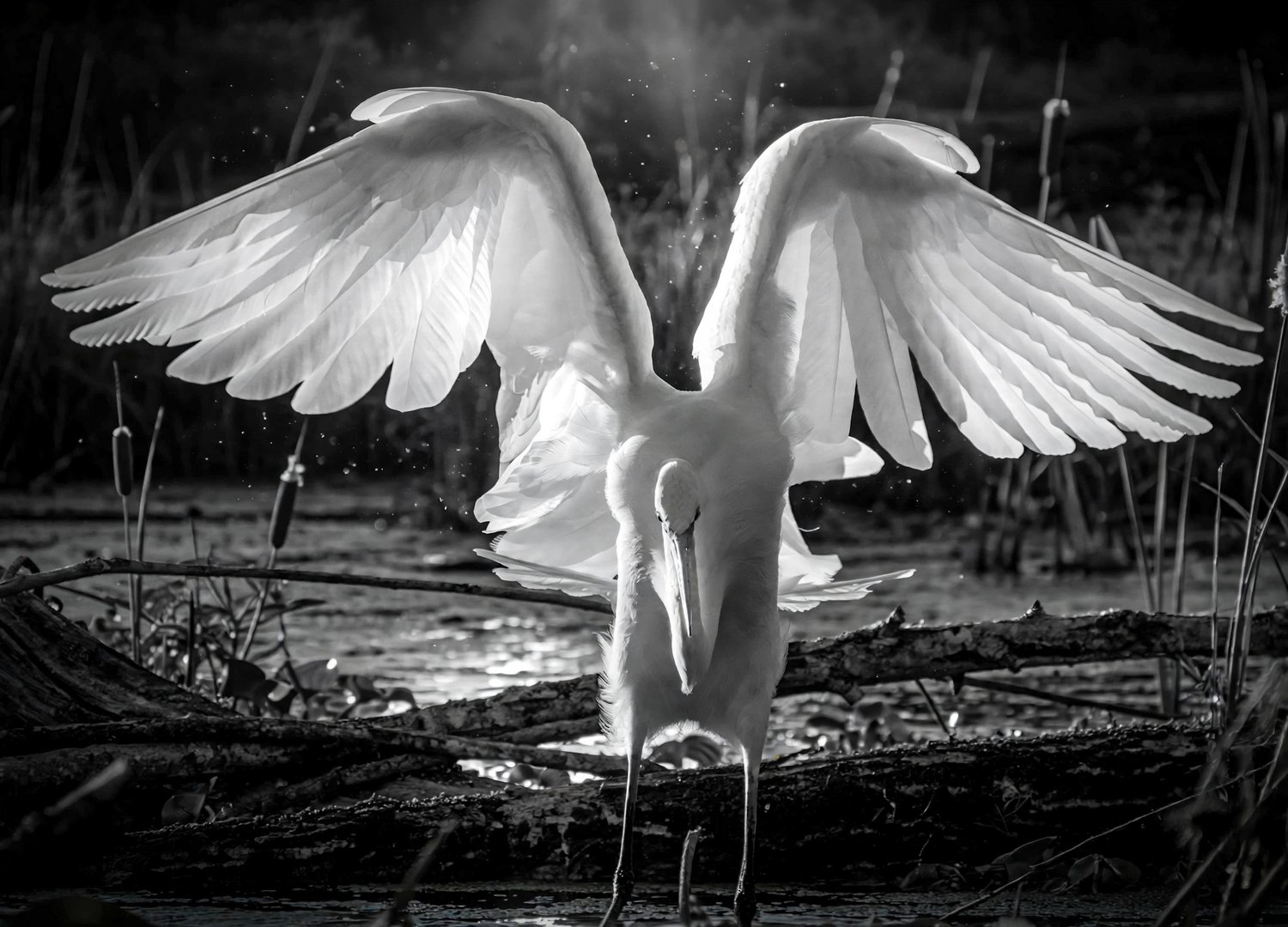 Herons and Egrets of the Willamette