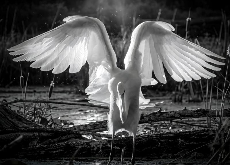 Herons and Egrets of the Willamette