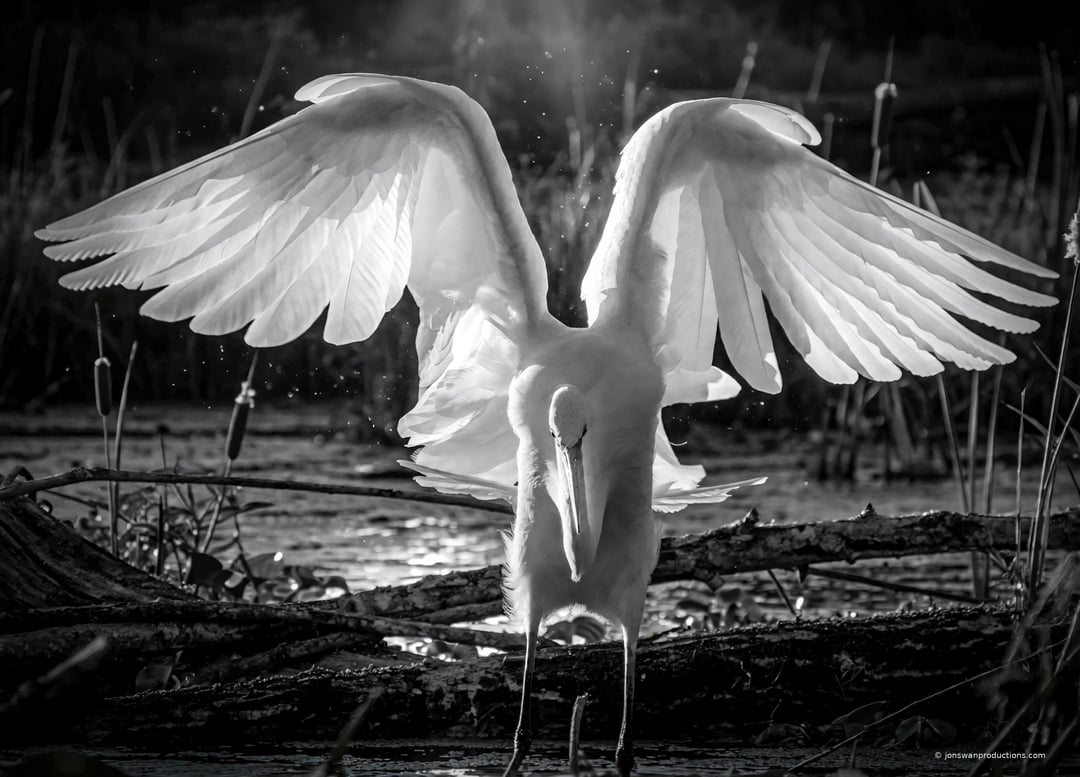 Backlit great white egret seen from behind with wings fully raised, in dramatic black and white
