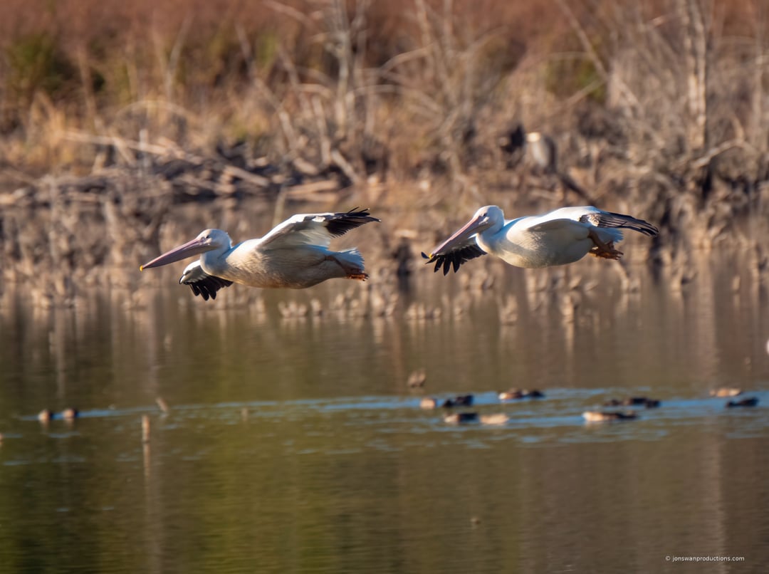 Two American White Pelicans flying in perfect formation low over a lake, wings in identical position, ducks on the water below