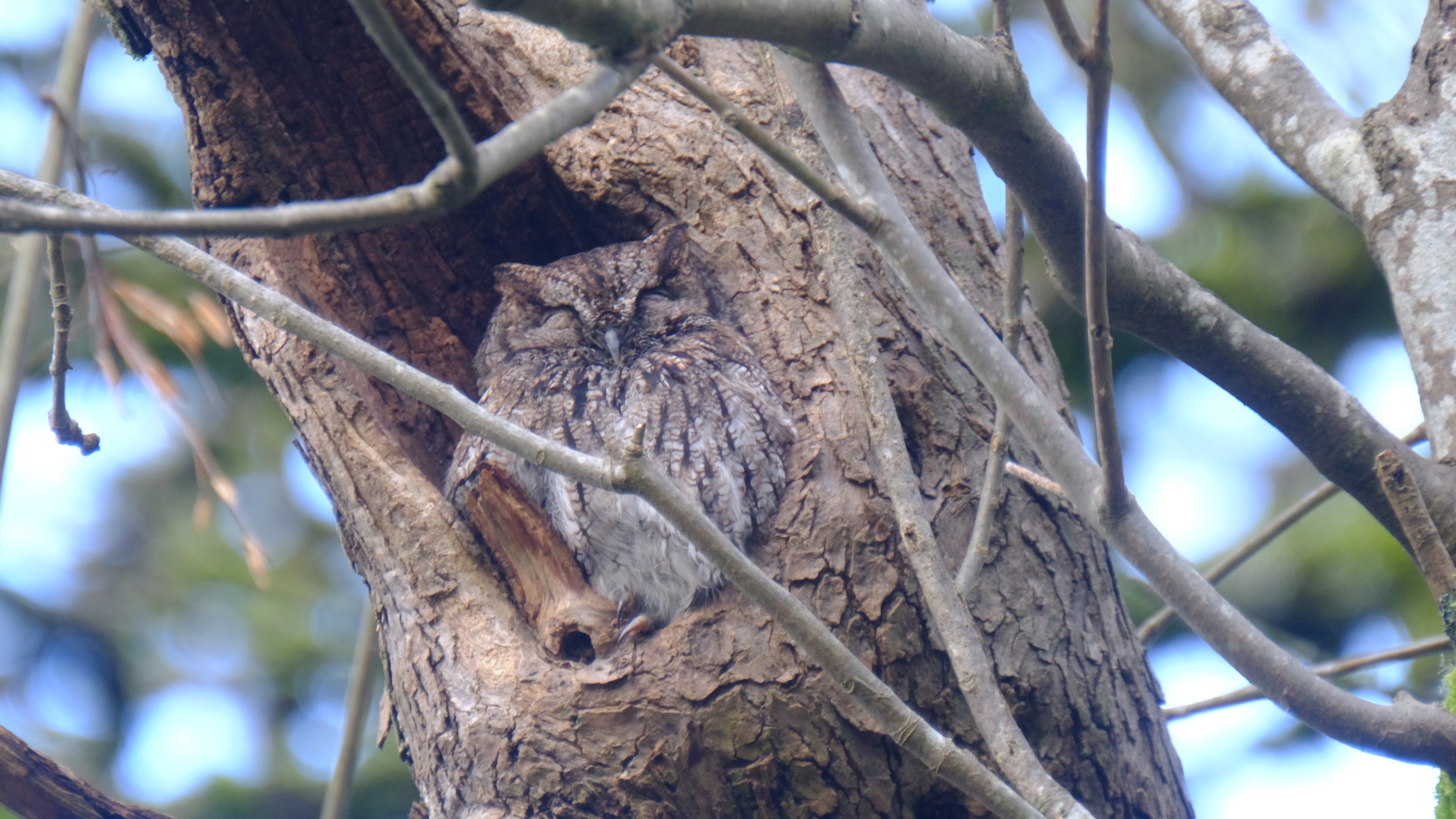 Western Screech-Owl