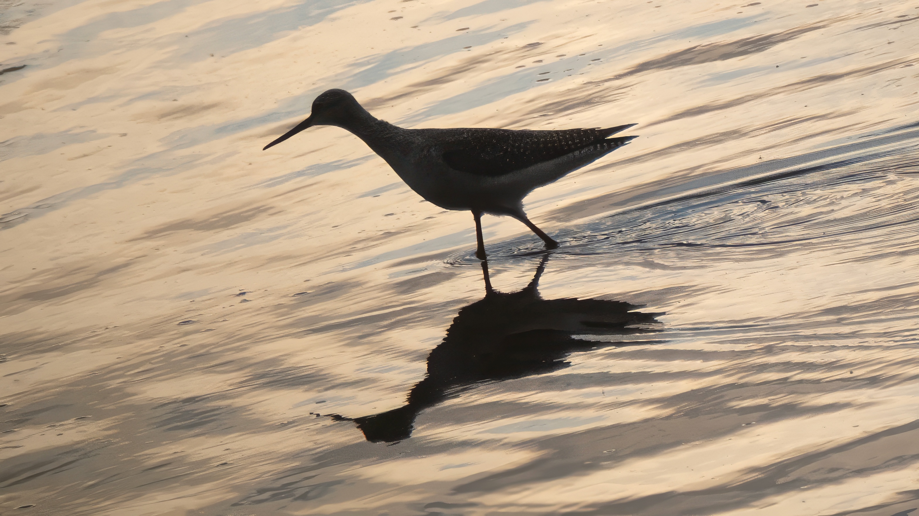 A Greater Yellowlegs in full silhouette against water lit gold by the low sun, its shape reduced to a black outline with a reflection beneath
